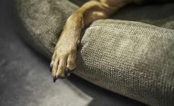 LABONI Hundebett Classic | Olive (Grün) S -Polsterzubehör Verkäufe 2022 28401351 1 202108051259