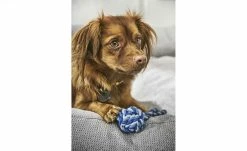 LABONI Hundebett Classic | Grey (Grau) S -Polsterzubehör Verkäufe 2022 28401354 3 202108051259