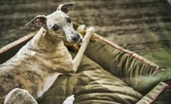 LABONI Hundebett Samt Classic | Olive (Grün) L 18 LABONI Hundebett Samt Classic | Olive (Grün) L -Polsterzubehör Verkäufe 2022 28401363 8 202108051259