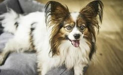 LABONI Hundebett Classic