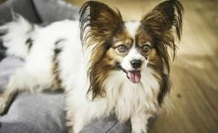 LABONI Hundebett Classic | M