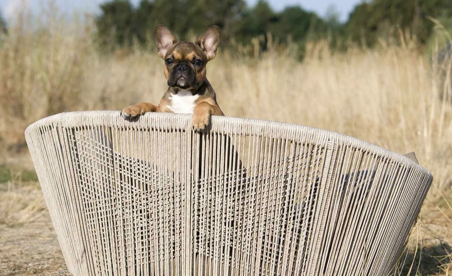 LABONI Design-Hundebett Vogue 4 LABONI Design-Hundebett Vogue – Bild 2