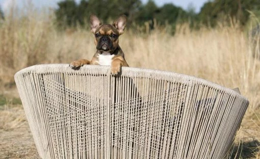 LABONI Design-Hundebett Vogue 2 LABONI Design-Hundebett Vogue -Polsterzubehör Verkäufe 2022 28401376 1 202108051259