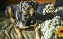 LABONI Hundedecke Oxford | Olive (Grün) L -Polsterzubehör Verkäufe 2022 28401382 3 202108041300