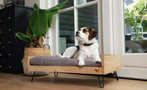 Designed by Lotte Holzbett für Hunde Turana | M 6 Designed by Lotte Holzbett für Hunde Turana | M -Polsterzubehör Verkäufe 2022 28401955 3 202108062232