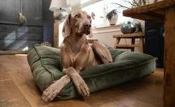 Designed by Lotte Hundekissen Nalino | Grün M