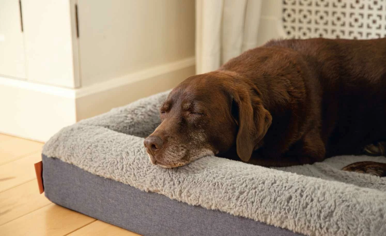 Orthopädisches Hundebett Yura | L 5 Orthopädisches Hundebett Yura | L – Bild 3