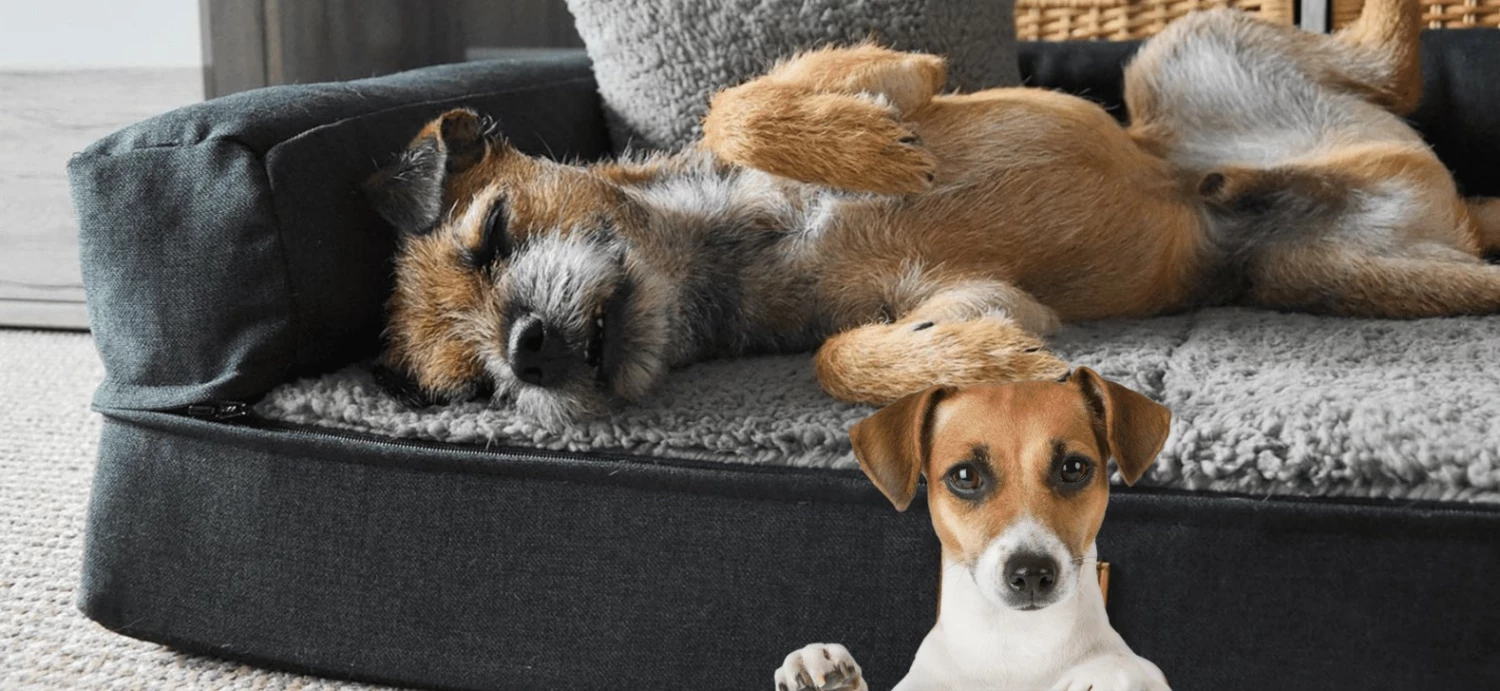 Polsterzubehör Verkäufe 2022 11 Polsterzubehör Verkäufe 2022 -Polsterzubehör Verkäufe 2022 Dingtalk 20221012105432